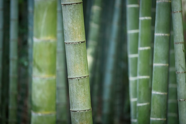 Bamboo canes