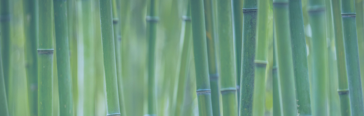 Green bamboo canes